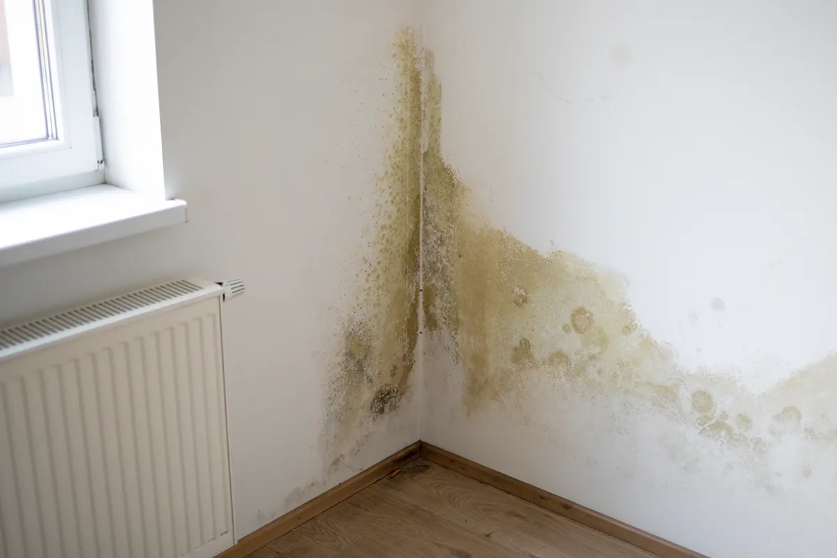 Mould and ADHD symptoms